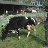 2013: Cows for the school, milk for children!