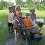 2013: Cows for the school, milk for children!