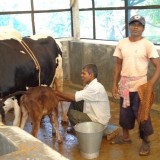 2013: Cows for the school, milk for children!