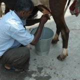 2013: Cows for the school, milk for children!