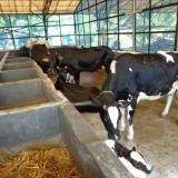 2013: Cows for the school, milk for children!