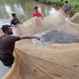 2019: Ponds and fish for children from Monoshapara